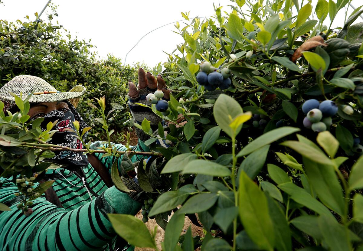 A farmworker picks blueberries near Delano, Calif.