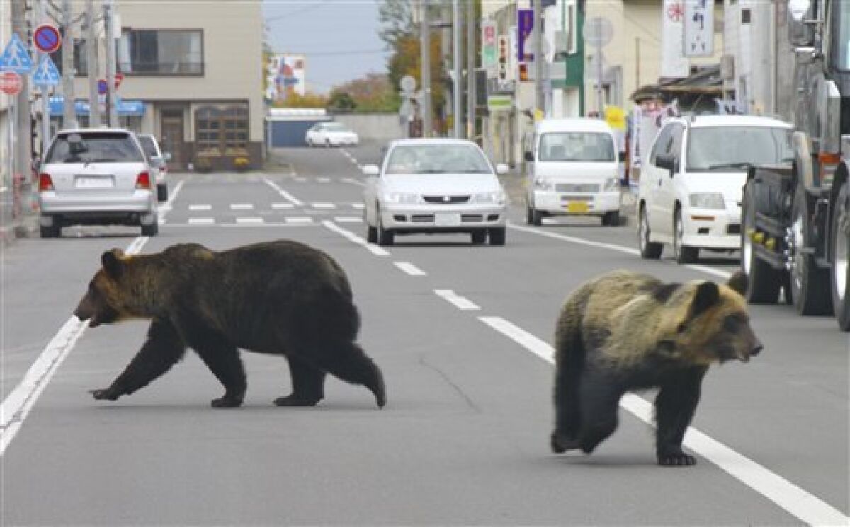In this Oct. 18, 2010 photo released by Shari Town Hall, two brown bears walk on a street in Shari in Hokkaido, northern Japan. A total of three bears, including the two, 1.44-meter (4 feet, 9 inches)-tall, 139kg (306 pounds) mother, left, and 1.11-meter (3 feet, 8 inches)-tall, 64kg (141 pounds) one-year-old female cub, shown here, were spotted by children in a forest near an elementary school and the two started to stroll in the town center for about 40 minutes before being shot by a local hunter. The last bear has not yet been found. (AP Photo/Shari Town Hall)