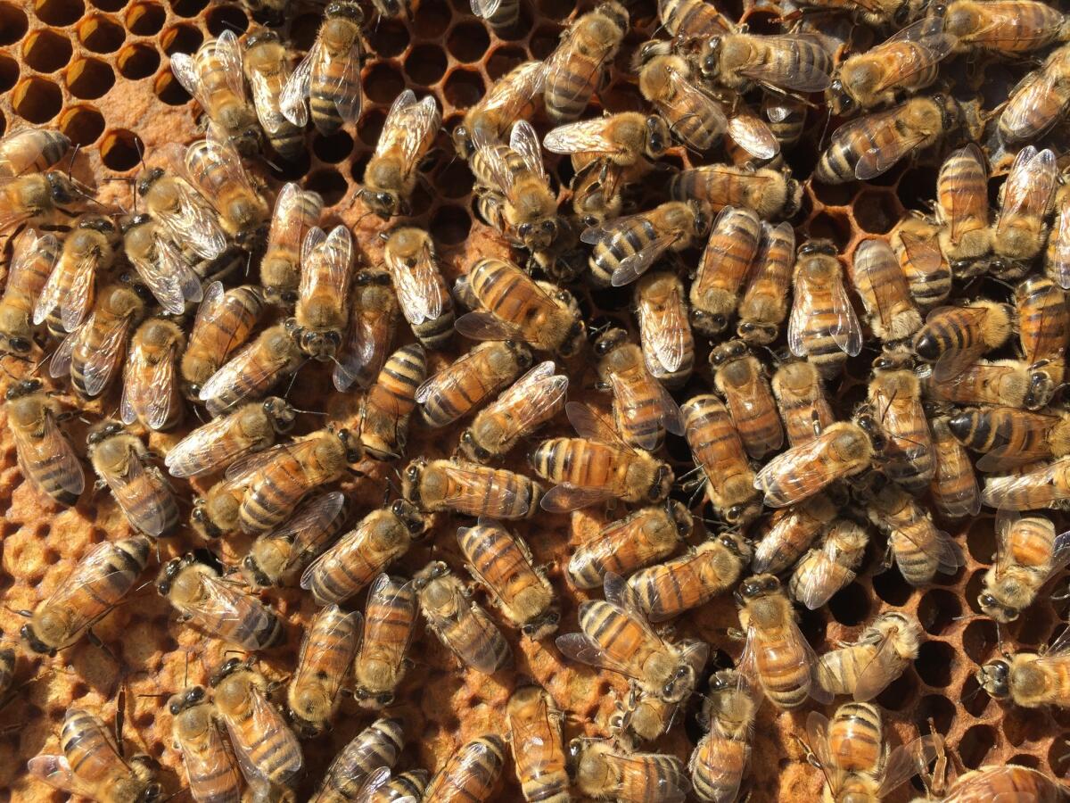 Bees in a hive