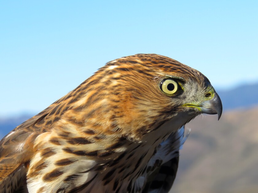 A sharp-shinned hawk