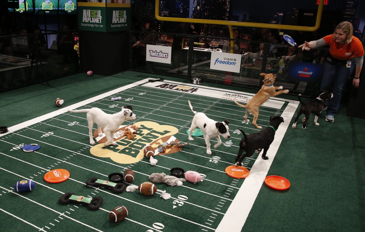 The atmosphere at "Puppy Bowl X" at the Discovery Times Square Experience in New York on Jan. 28, 2014.