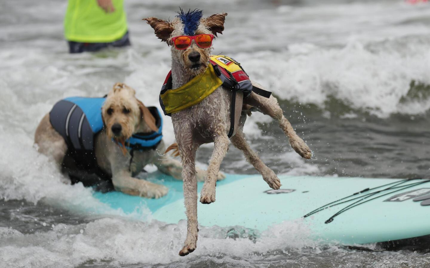 Al igual que en otras competencias de surfistas, los perros son separados por categoría definida por tamaño y calificados en base al grado de dificultad, altura de la ola, longitud del trayecto y la posición en que toman la tabla.