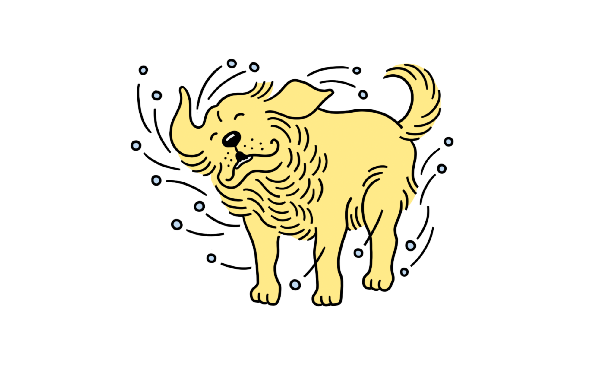 illustration of a wet labrador shaking