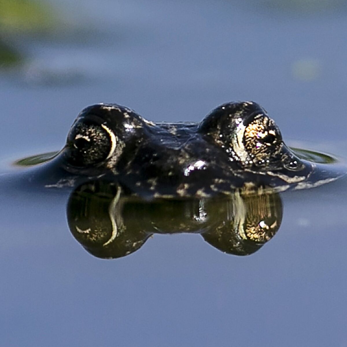 The eyes of a black toad, partly submerged in water.