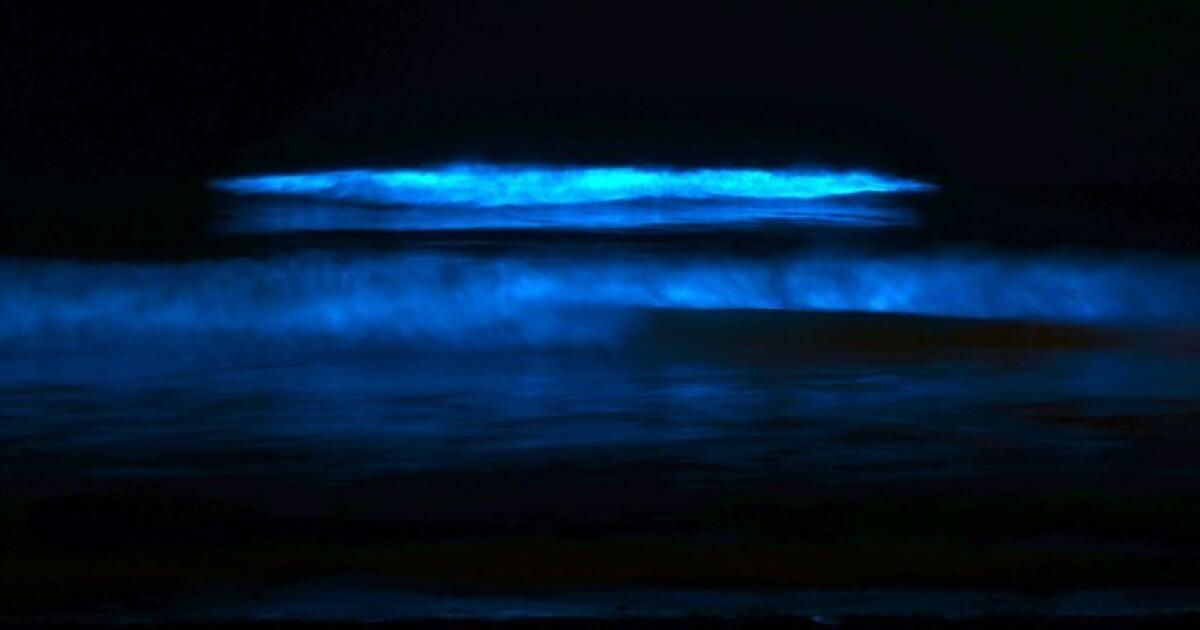 How does bioluminescence work? - Woods Hole Oceanographic Institution
