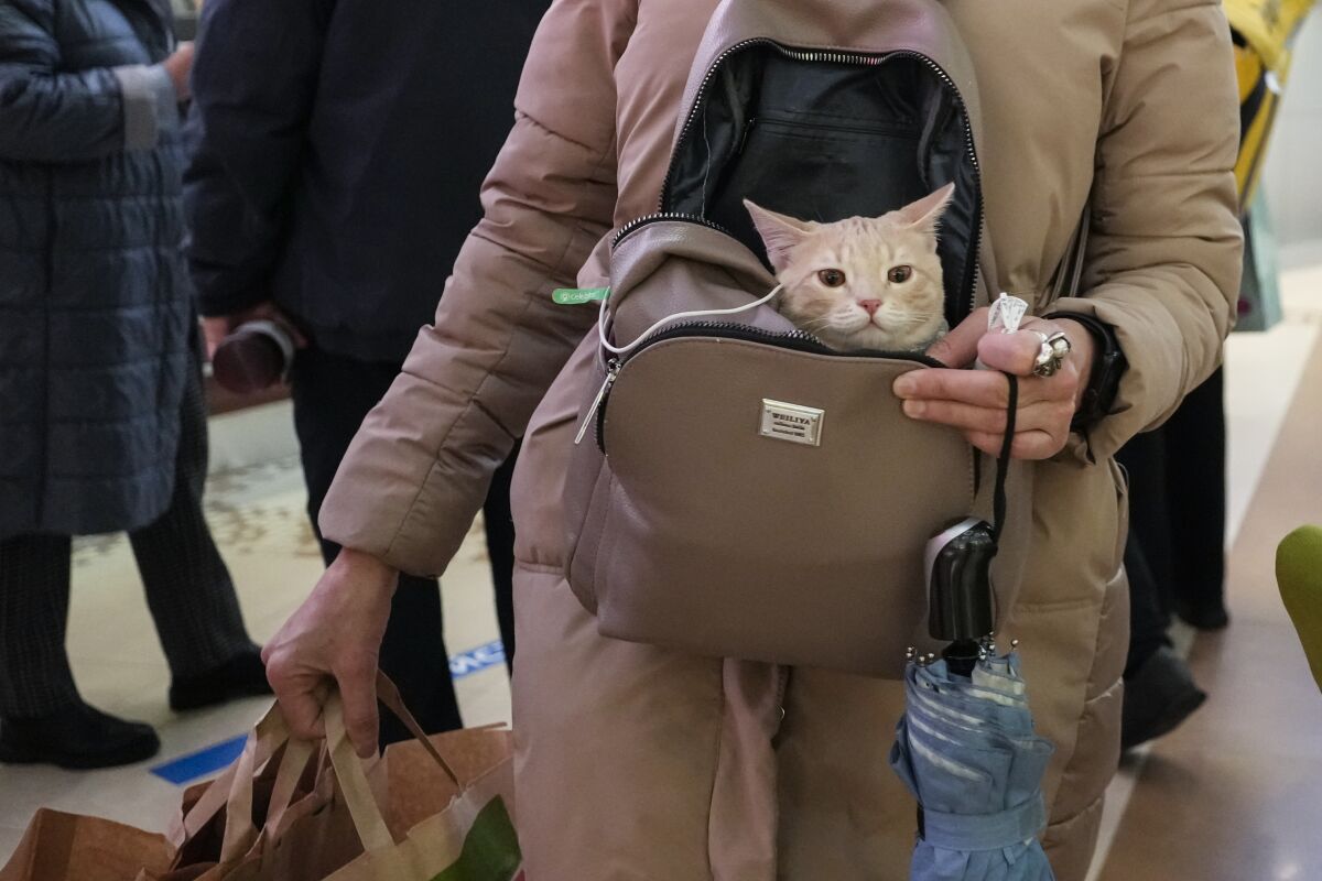 A woman carries a cat in her bag as she goes shopping in a store in Moscow, Russia, Monday, Nov. 8, 2021. Russian capital had return to work on Monday after nonworking days due to coronavirus. Certain restrictions will remain in place, such as a stay-at-home order for older adults and a mandate for businesses to have 30% of their staff work from home. Access to theatres and museums is limited to those who either have been fully vaccinated, have recovered from COVID-19 within the last six months or can present a negative coronavirus test. (AP Photo/Pavel Golovkin)