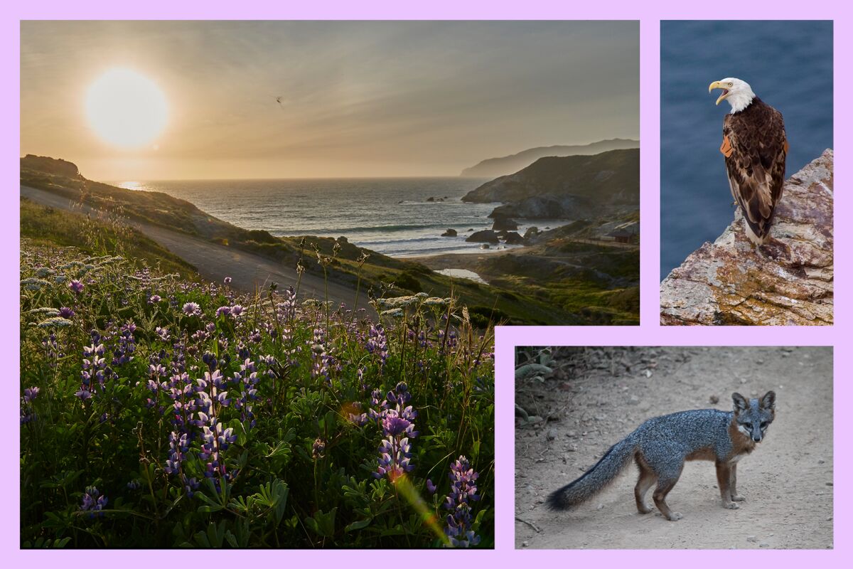 Three photos from Catalina Island. The sunset from a hill looking into a bay over native wild flowers; a bald eagle; a fox.