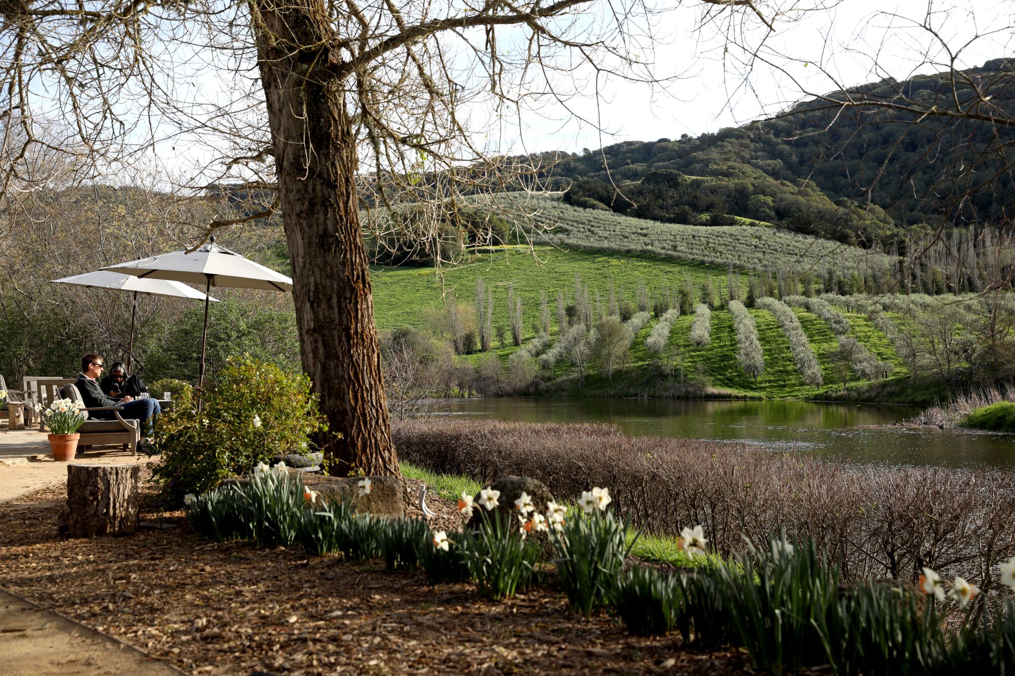 Guests relax amid the Tuscan olive trees at the McEvoy Ranch in Petaluma.