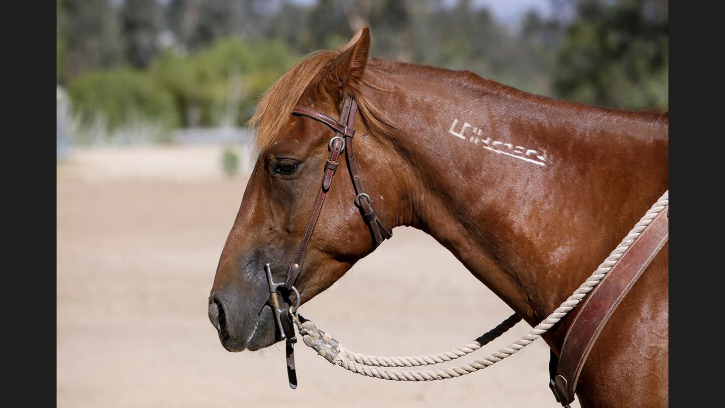 Photo Gallery: Young man is a veteran at training difficult wild Mustangs