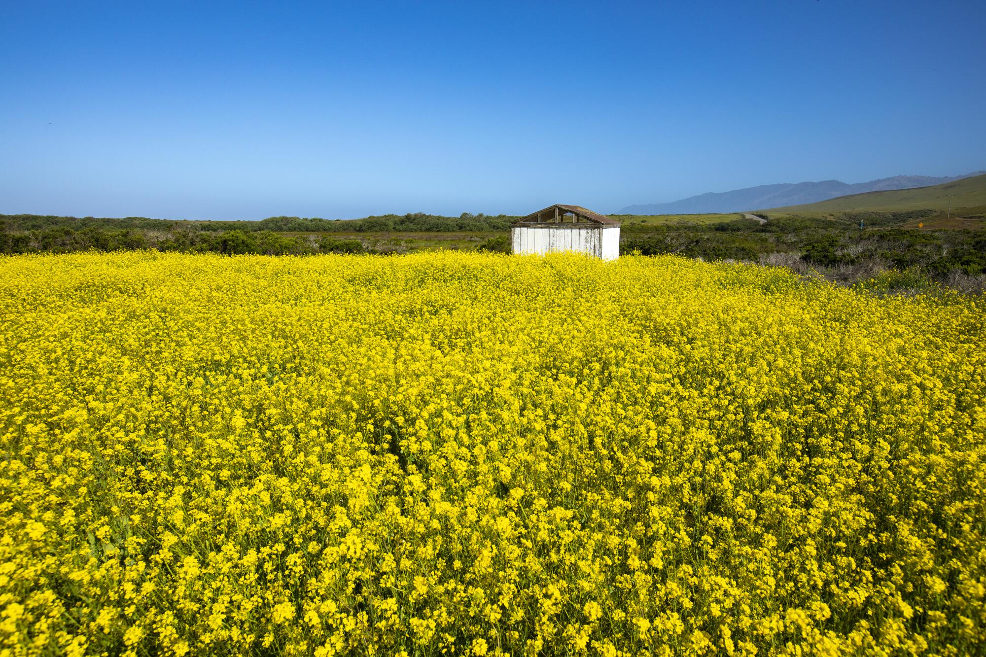 A field of bright yellow flowers with an outbuilding in the background.
