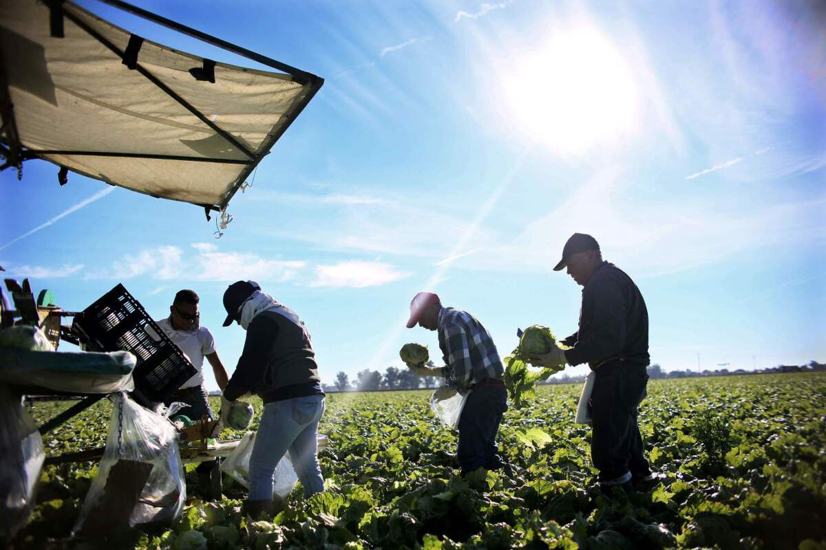 Trabajadores agrícolas mexicanos cosechando lechugas en un campo fuera de Brawley, California, en el Valle Imperial.