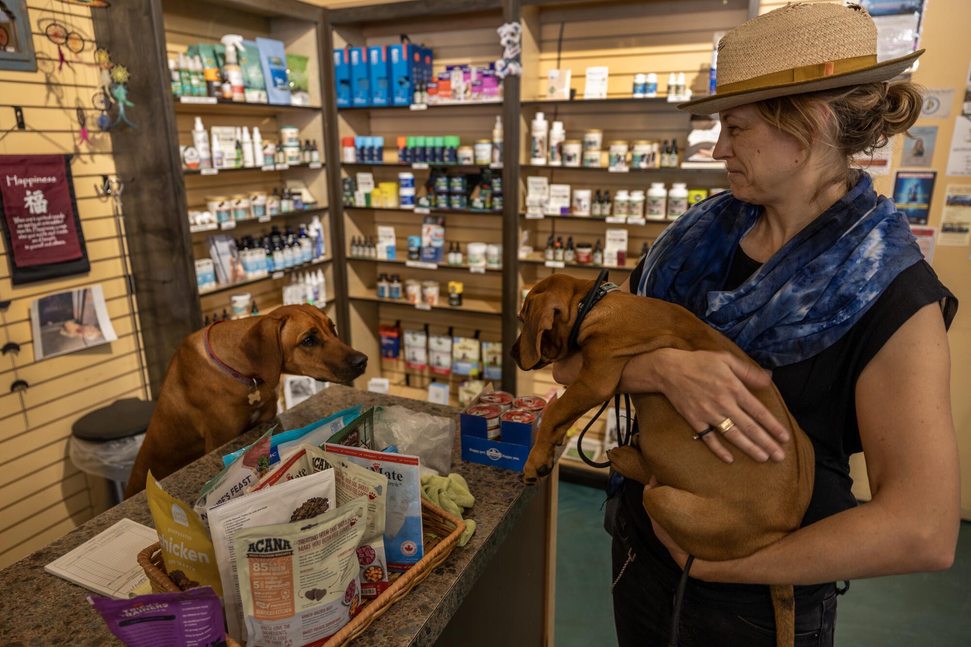 A dog behind a counter and a puppy held in a woman's arms sniff each other