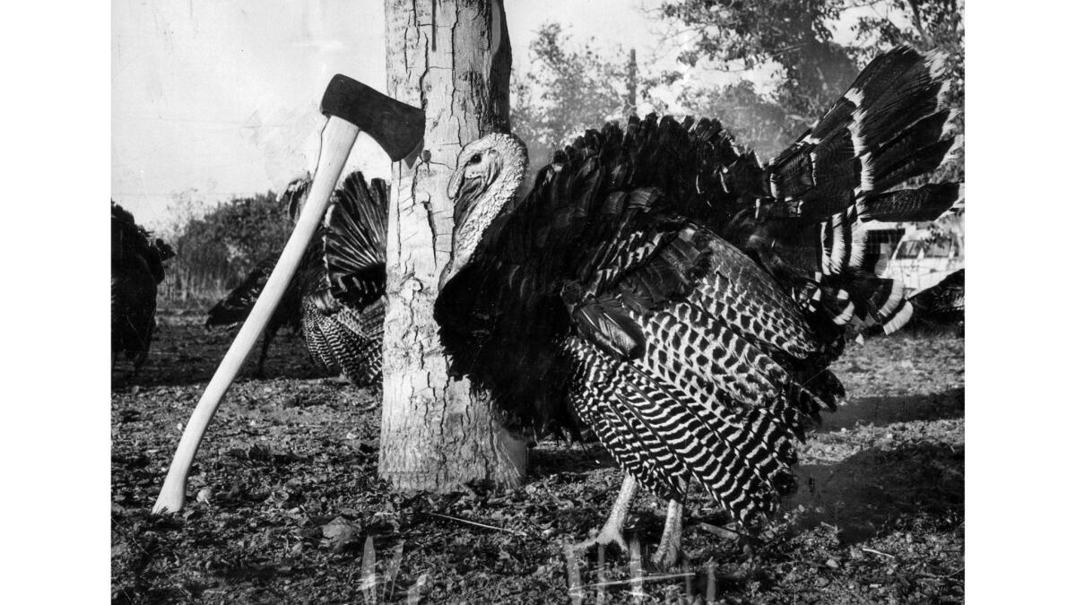 The original Nov. 18, 1956, caption reported: BLISSFUL IGNORANCE of calendars and holidays keep turkeys from having nervous breakdowns as Thanksgiving nears. This handsome tom casually stuts past the significant ax which will fall across the necks of many of his kind soon.