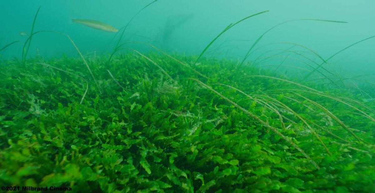 A patch of Caulerpa prolifera was found in Newport Harbor by a diver.