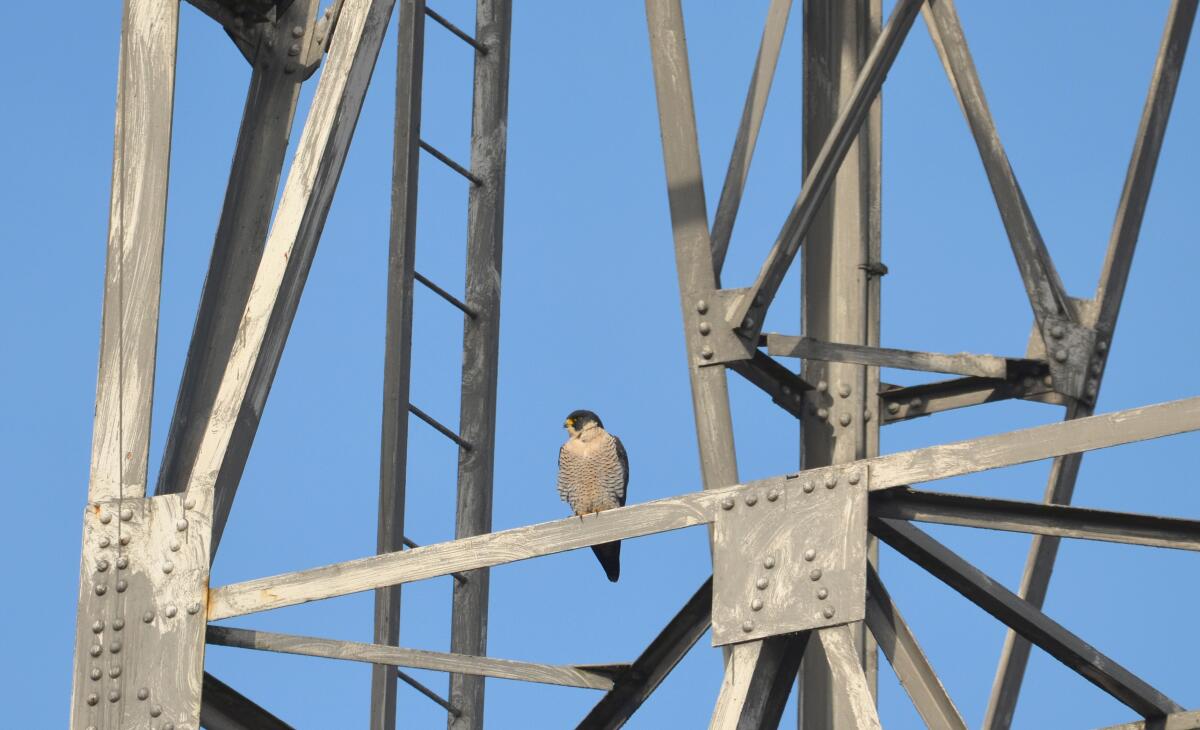 A peregrine falcon perches on a tower near the Duwamish River in Seattle.