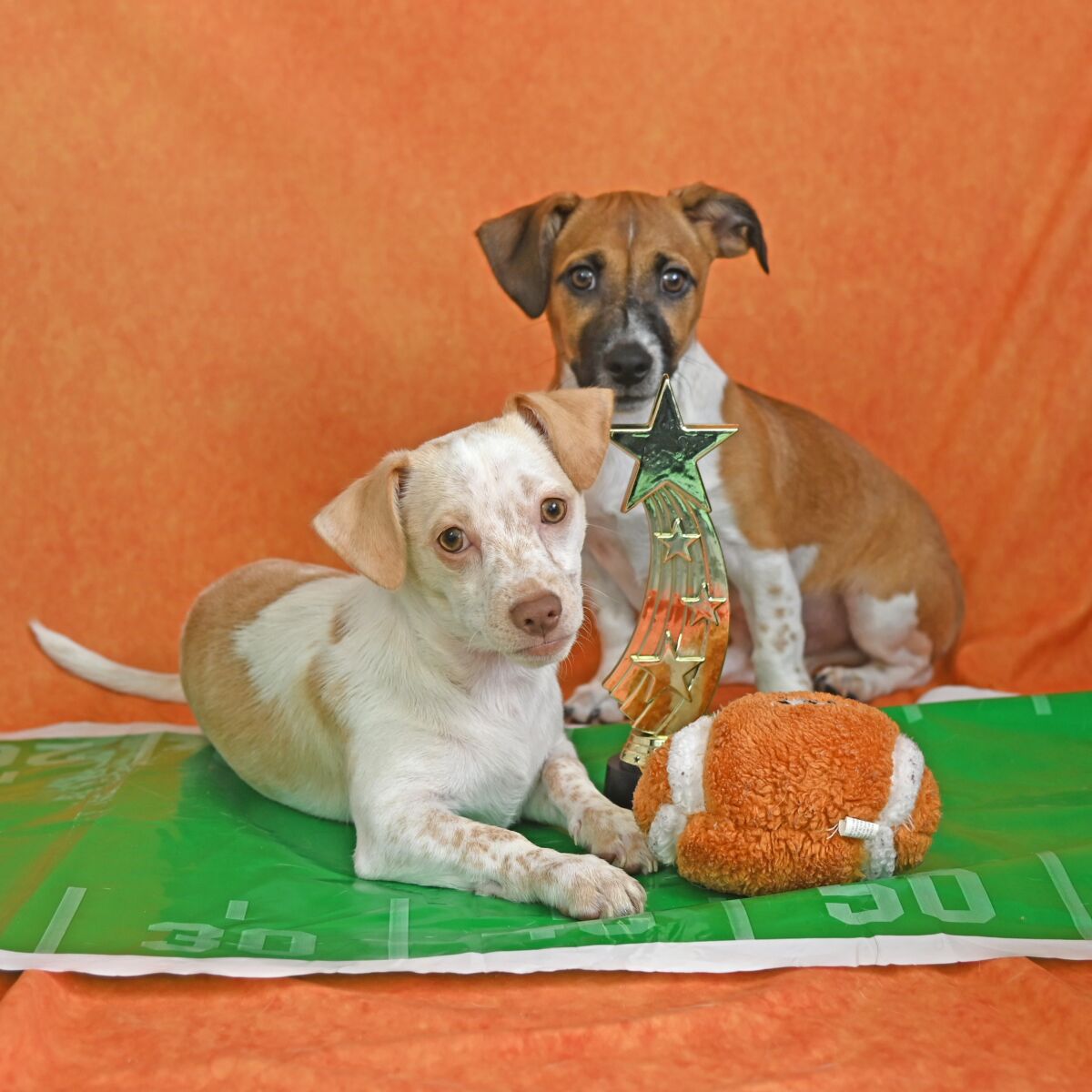 Puppy Bowl players Carlos and Crocket.