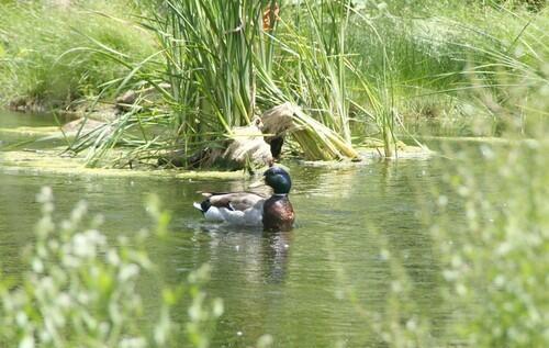 Amateur photographers will find no shortage of willing subjects at Malibu Creek State Park during the spring time. The park is a stopping place for ducks and other migratory waterfowl.