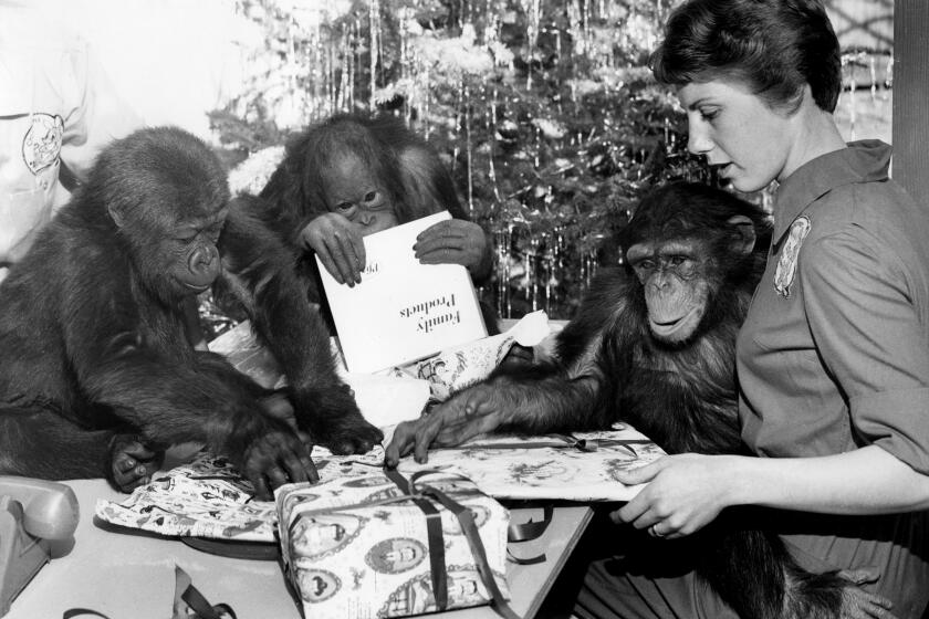 One b/w photographic print of a Christmas party for a baby gorilla, chimpanzee, and orangutan at the San Diego Zoo. Supervising the party is Sheila Miller, a zoo staff member.