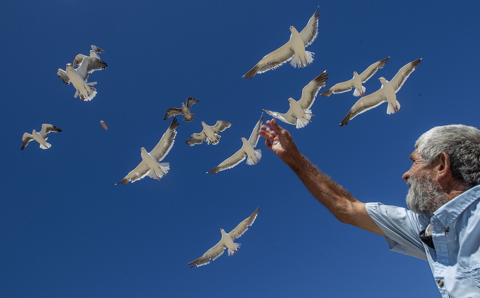 Augustine Hurtado tosses another chicken frank into the air while feeding the seagulls at Santa Monica State Beach.