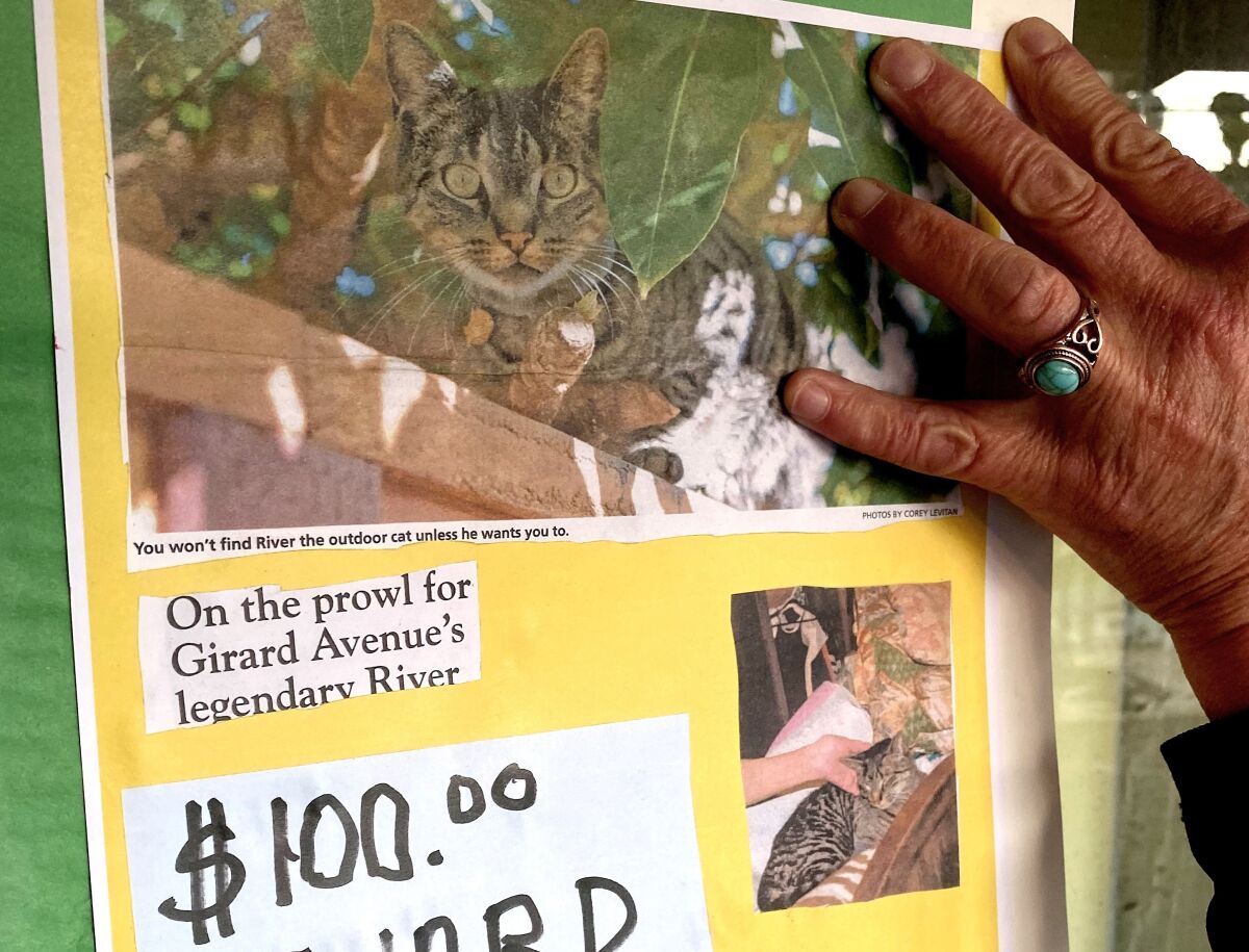 River the outdoor cat, a veritable mascot around the Pannikin, has gone missing and there is a $100 reward for his return.