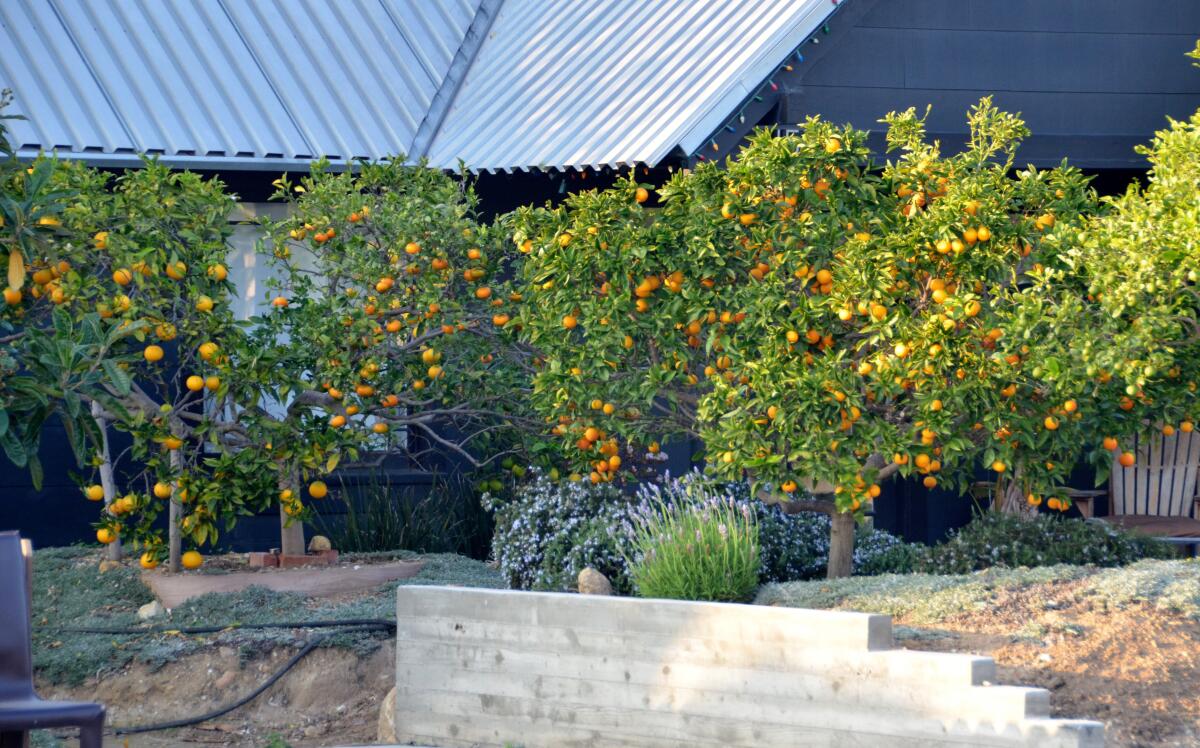 A Costa Mesa house down the street from the Littrell's is filled with hanging fruit from orange trees.