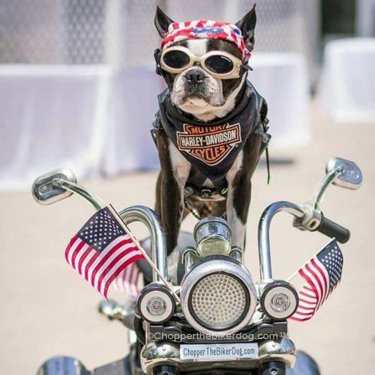 Chopper, the biker dog, has given up riding motorcycles due to health setbacks, but he still is doing San Diego charity work.