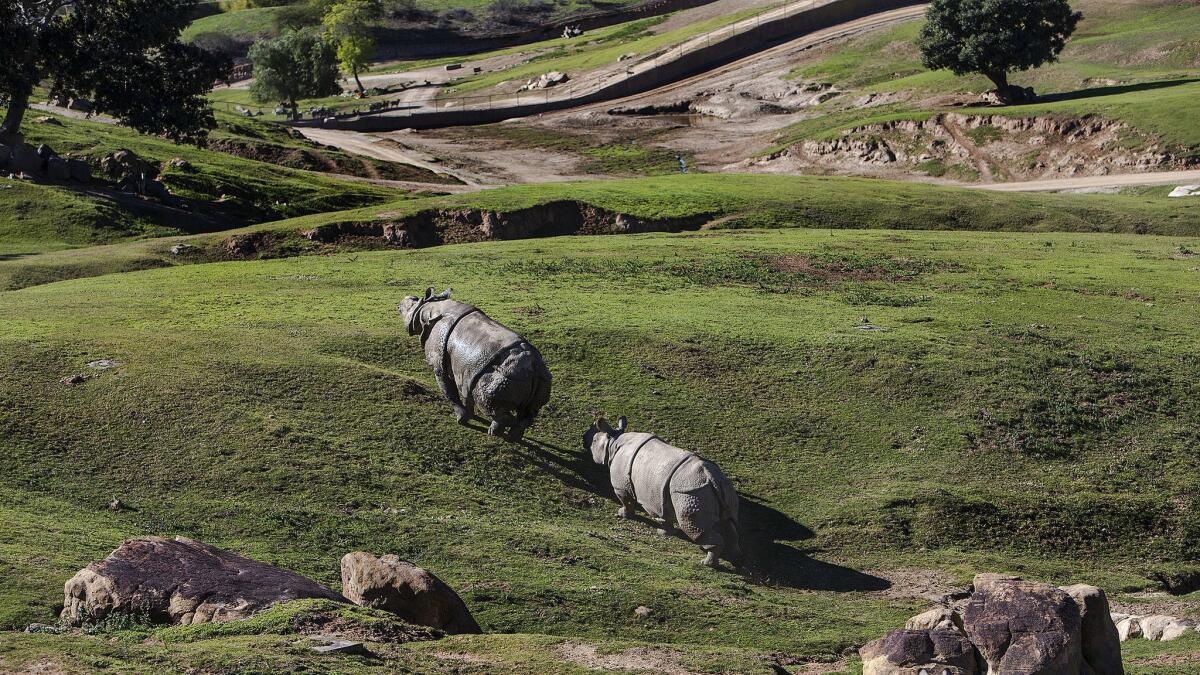 Southern White Rhinos at the San Diego Zoo Safari Park on January 6, 2015 in San Diego.