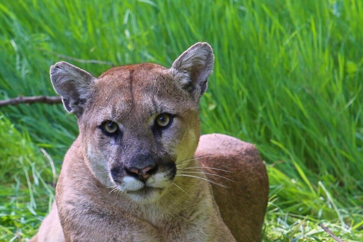 The mountain lion known as P-38 in the Santa Monica Mountains in an undated photo.