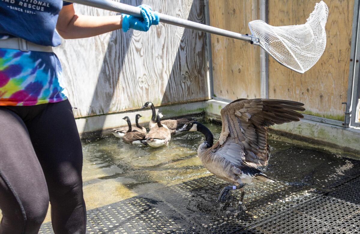 A person with a long handled net tries to catch a goose