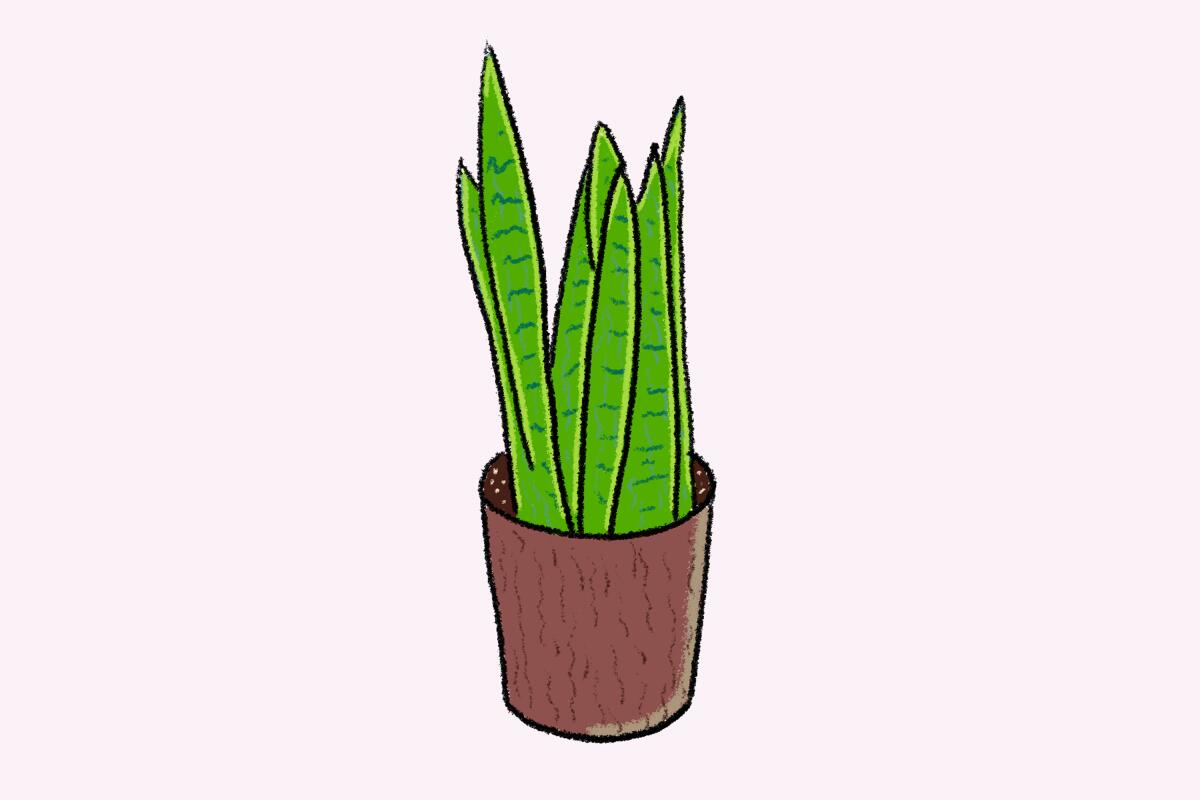 Illustration of Christopher Griffin's favorite plant, the snake plant.