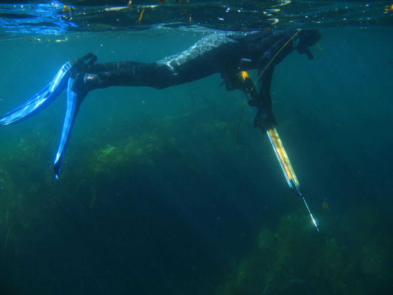 Spearfishing off Catalina Island