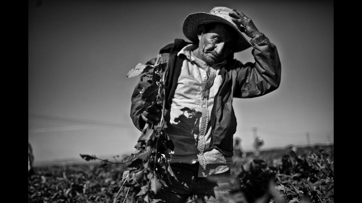 In a third year of California's drought, farmworkers such as Hector Ramirez are lucky to find a few days of work a month in the San Joaquin Valley, where fields lie dry and devastated.