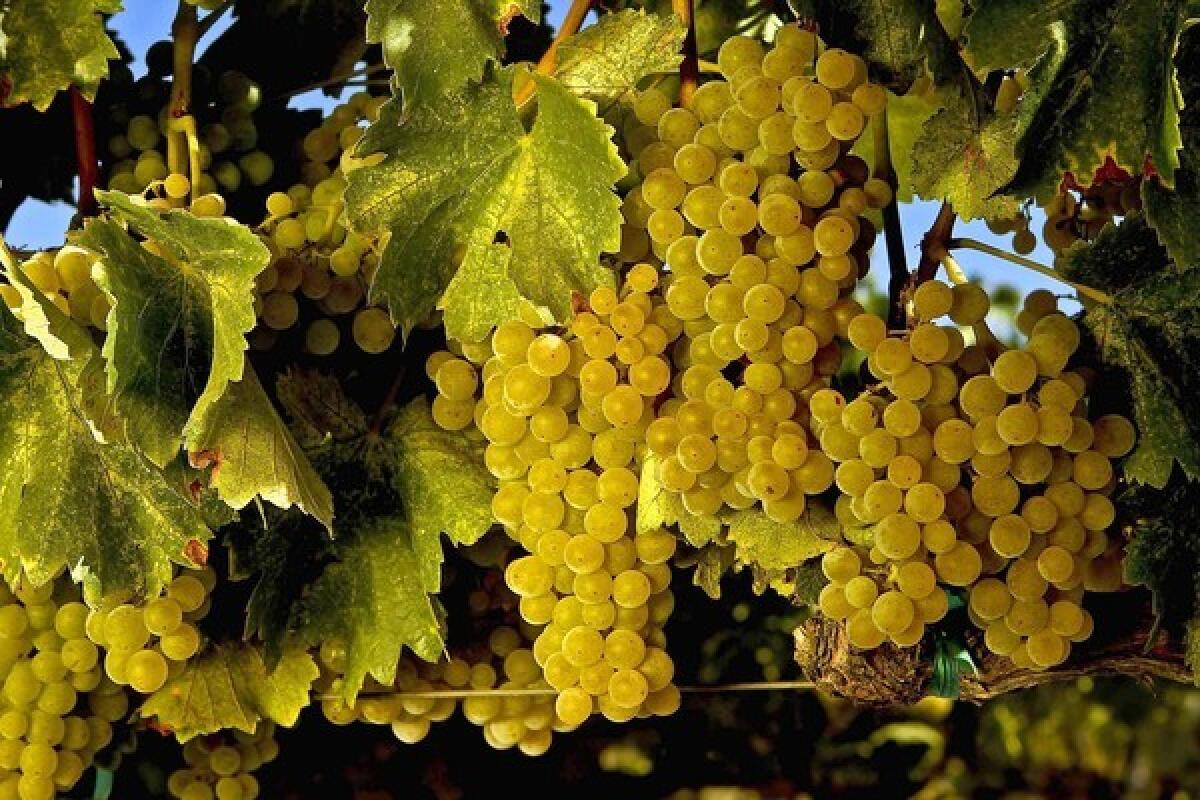 Grenache blanc grapes.