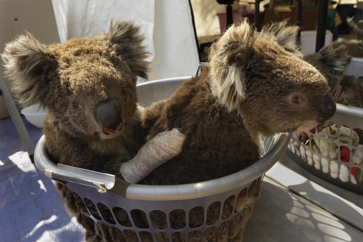 Two injured koalas wait for treatment at the Kangaroo Island Wildlife Park.