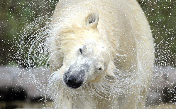 Polar bear "Lara" shakes water off her fur in the Alaska area of the Zoom -- World of Experience zoo in Gelsenkirchen, western Germany.