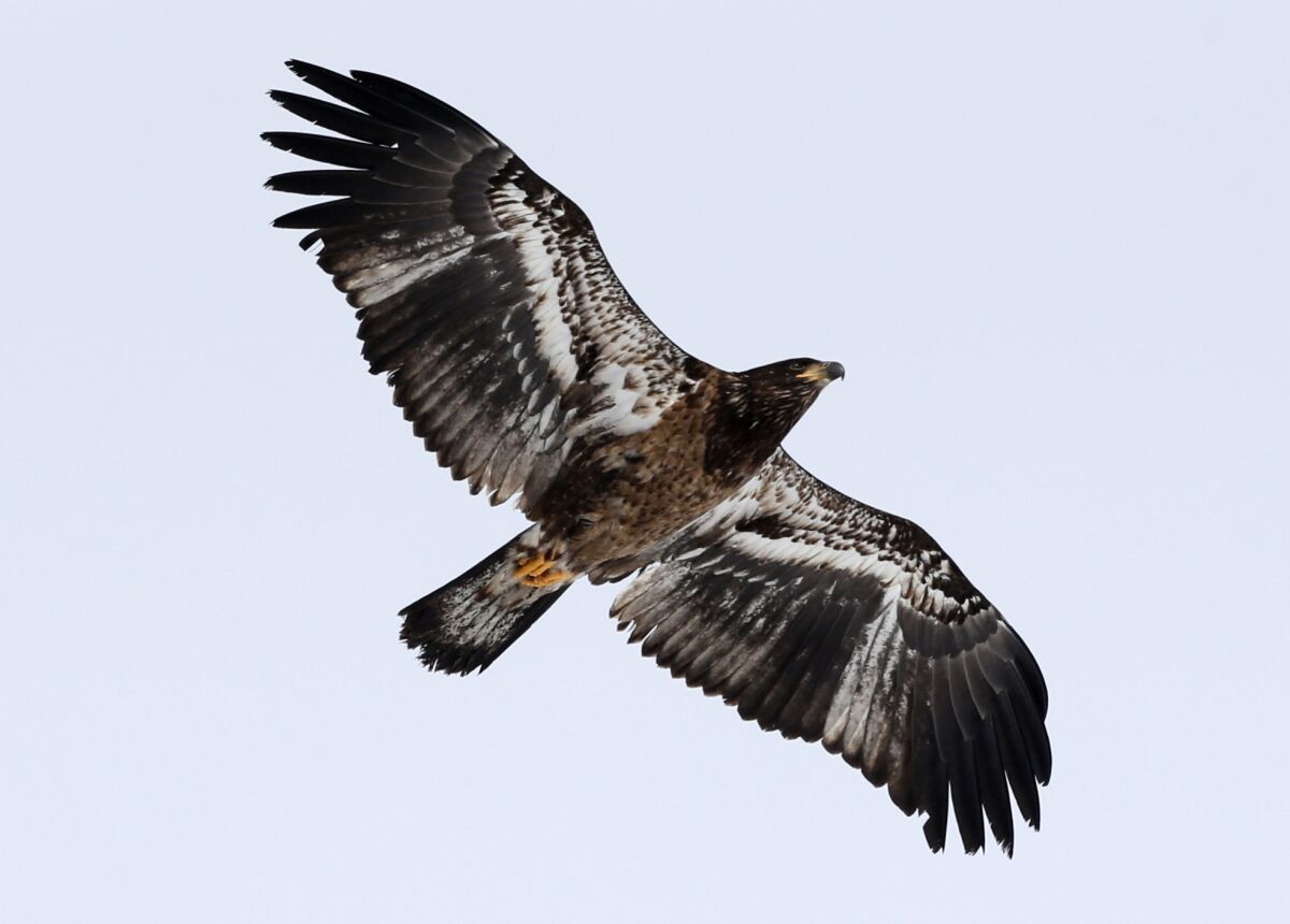 FILE- A juvenile bald eagle flies over the western shoreline of Lake Champlain, in Essex, N.Y., March 5, 2014. The bald eagle on Thursday, Feb. 10, 2022 was removed from Vermont's threatened and endangered species list after more than a decade of restoration work. (AP Photo/Mike Groll, File)