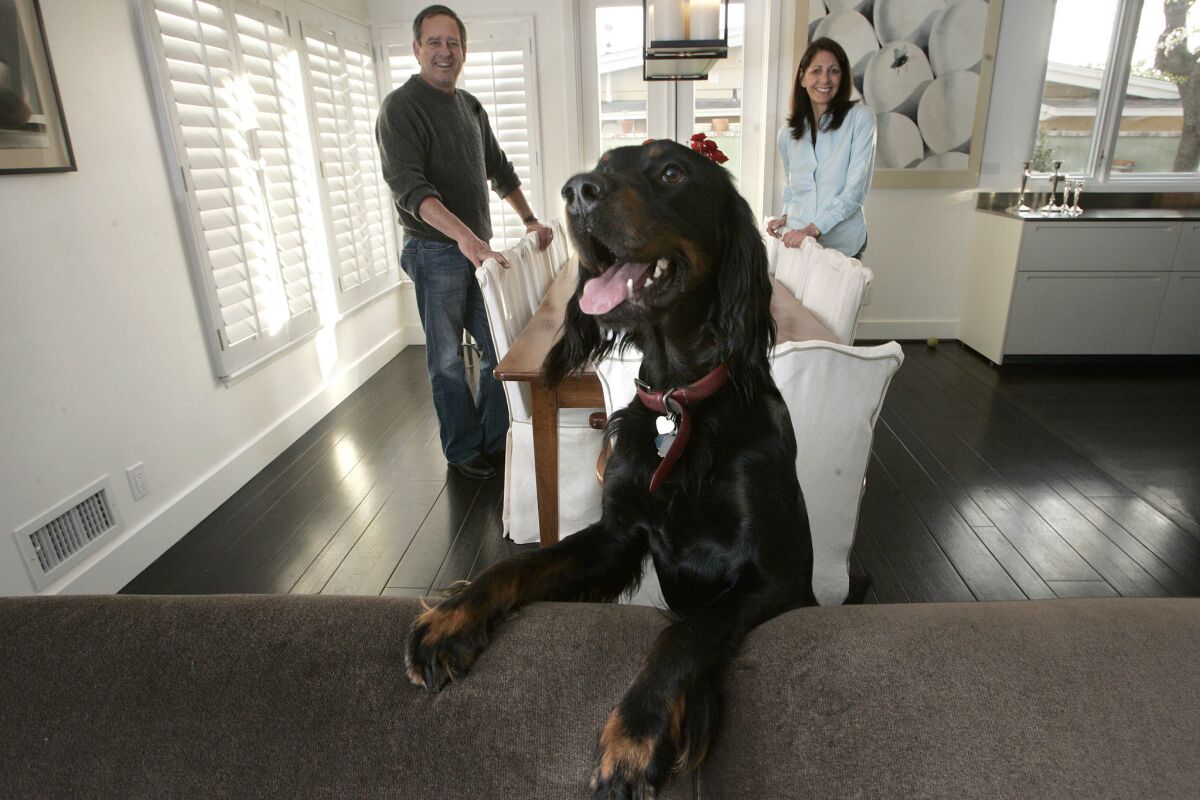 Steve and Paula Kopald photographed with Jack, a 2 year old gordon setter, inside their home in Brentwood.