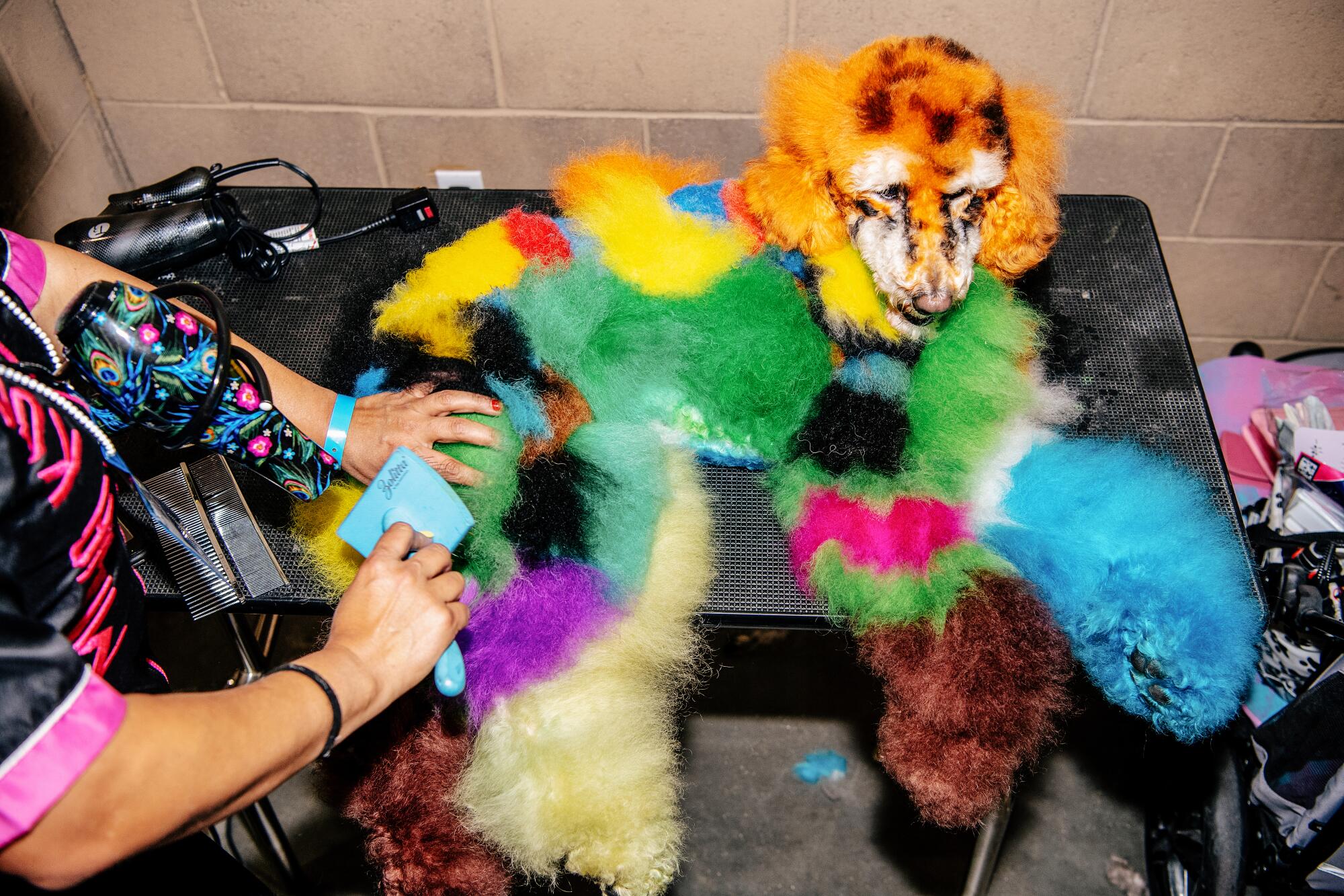 Saphira relaxes as she’s brushed and prepped backstage before the the Creative Styling Contest 