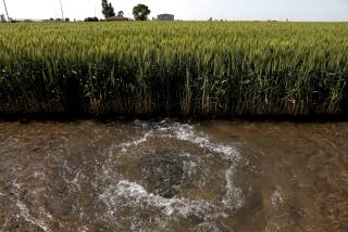 HANFORD, CA - APRIL 21: Water is pumped into wheat fields along Second Ave. on Wednesday, April 21, 2021 in Hanford, CA. A deepening drought and new regulations are causing some California growers to consider an end to farming. (Gary Coronado / Los Angeles Times)