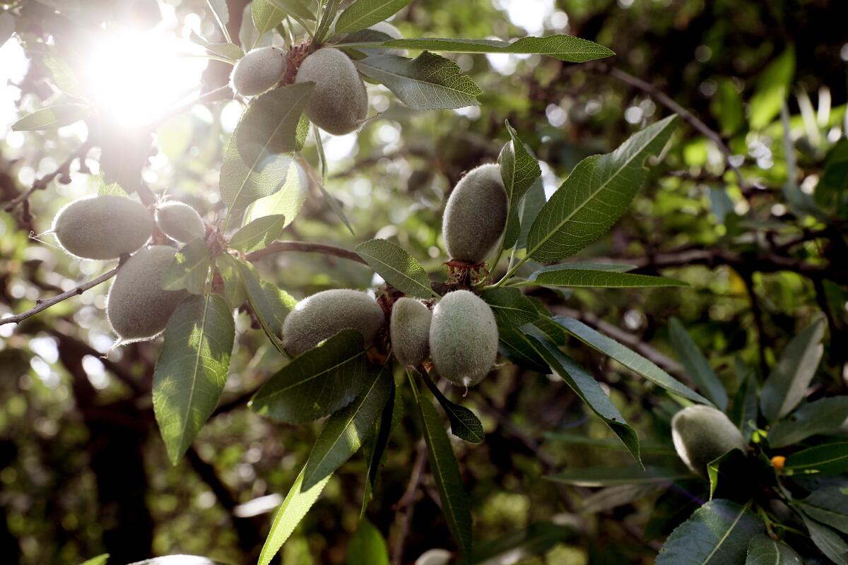 Almonds grow on a Central Valley farm in Goshen, Calif., in 2021. 