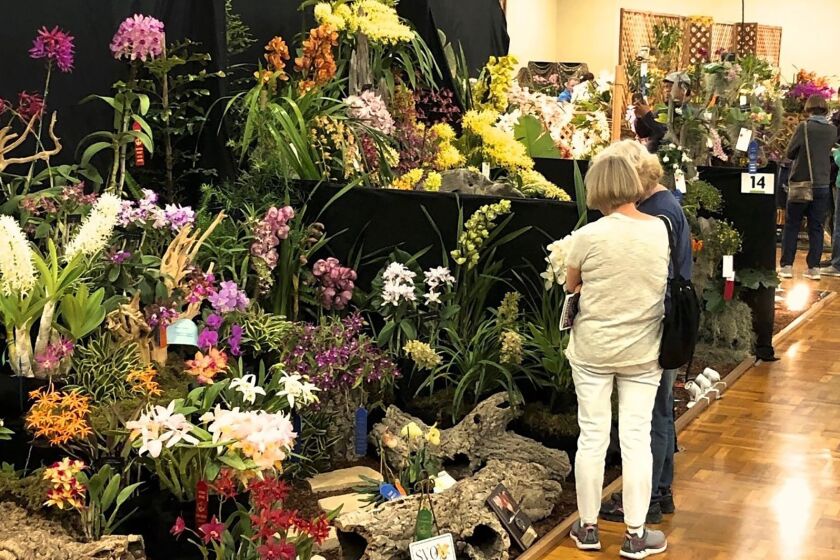 Two visitors look at a huge display of orchids inside a judging venue.