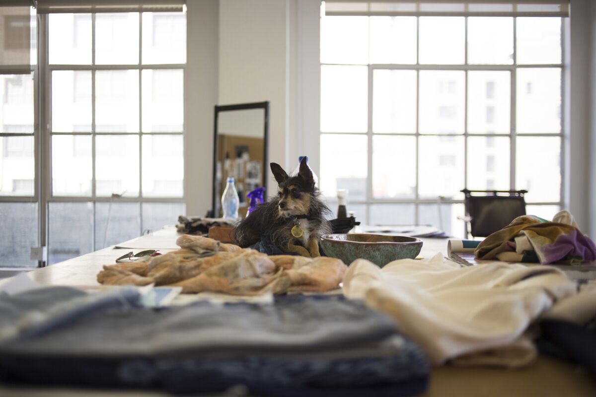 Fashion designer Raquel Allegra's dog Fin sits on a table in her studio in Los Angeles.