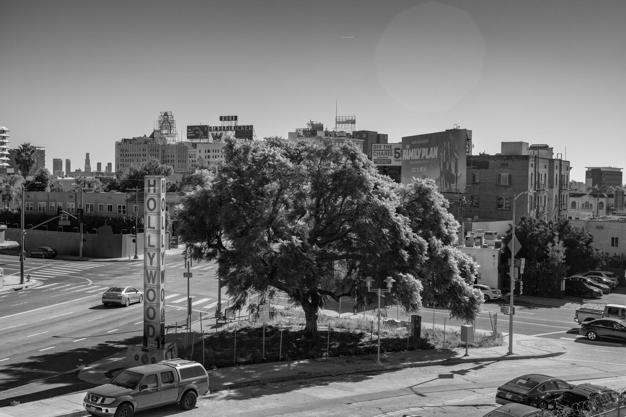 A jacaranda tree grows in a small triangle of green space between roadways in Hollywood.