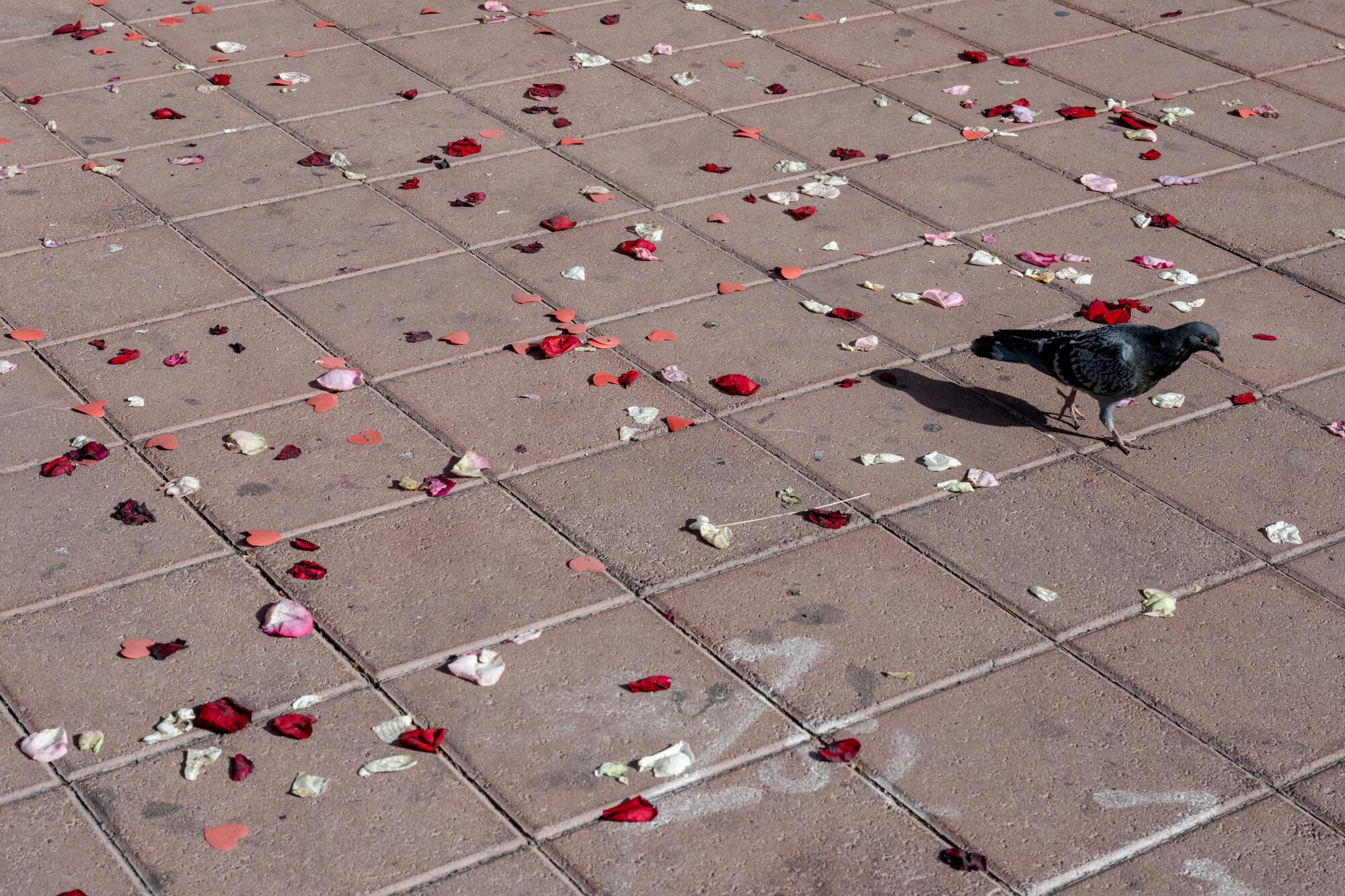 A pigeon walks amid flower petals on the ground