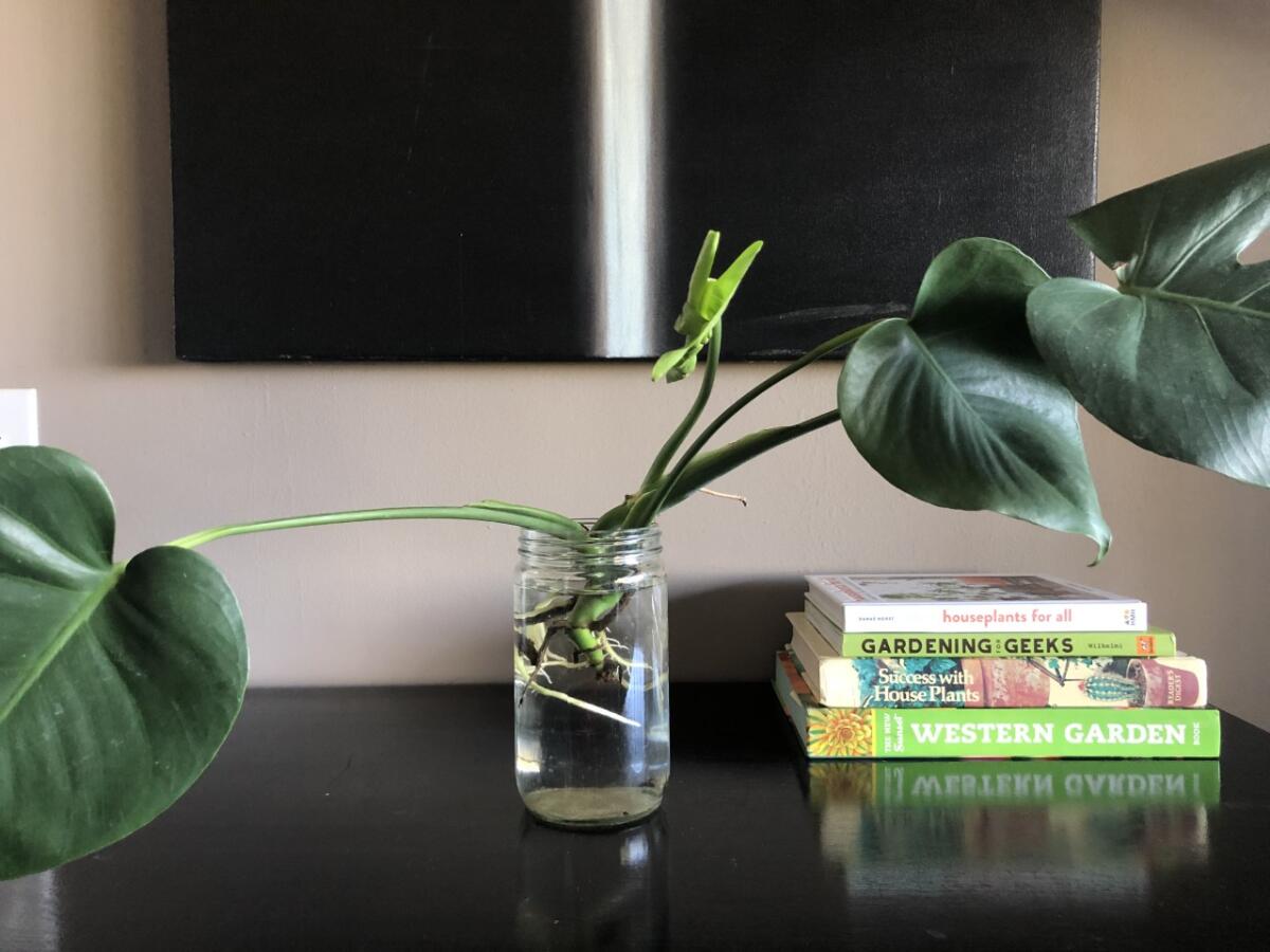 A Monstera deliciosa cutting takes root in water.