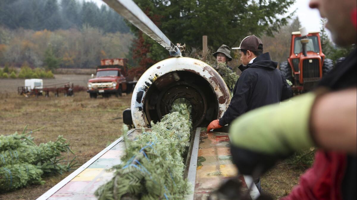 Christmas trees get bailed in Cheshire, Ore., and will be shipped to Idaho, on Nov. 28th.