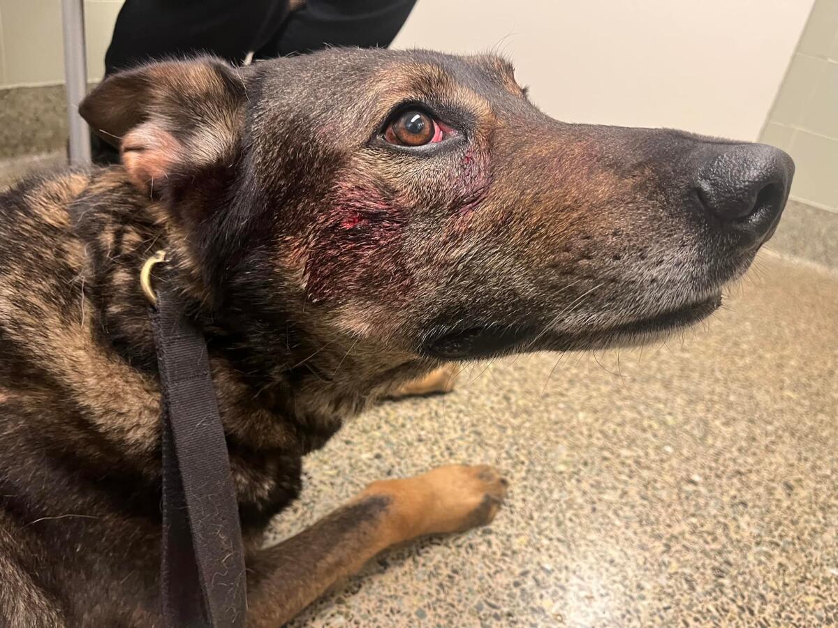 A police dog with wounds on his face