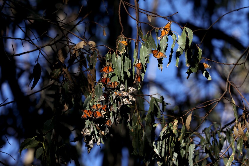Monarch butterflies cluster on a blue gum eucalyptus
