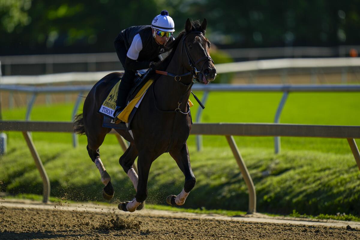 Preakness Stakes entrant Tuscan Gold works out Thursday ahead of the 149th running of the Preakness Stakes.