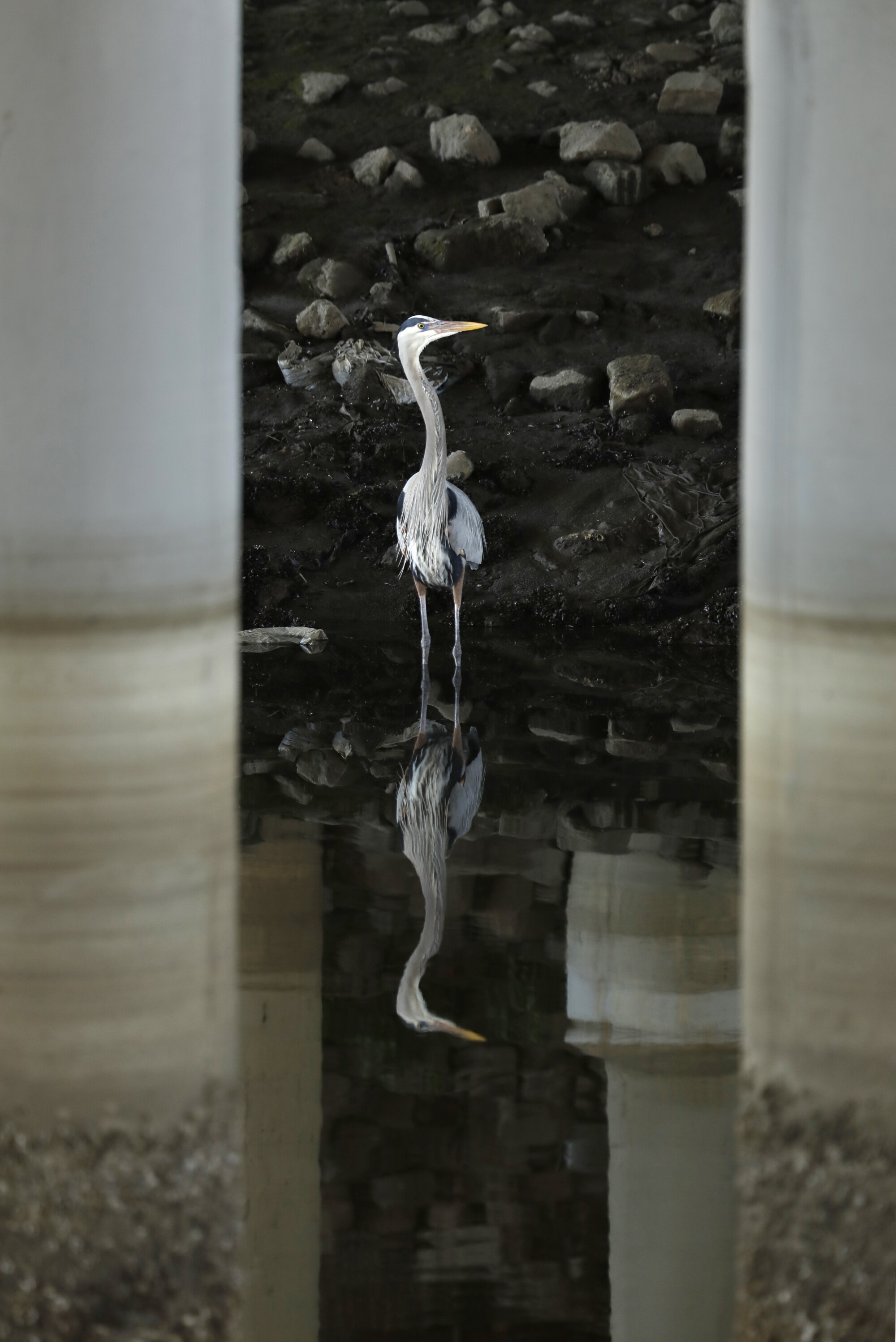 A gray heron feeds near the beginning of the Dominguez Channel